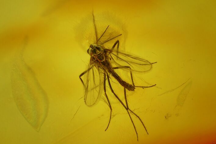 Detailed Male Fossil Fly (Chironomidae) In Baltic Amber #170092